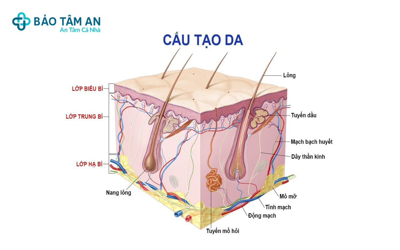 bi-quyet-so-huu-lan-da-min-mang-cua-phai-nu-bao-tam-an